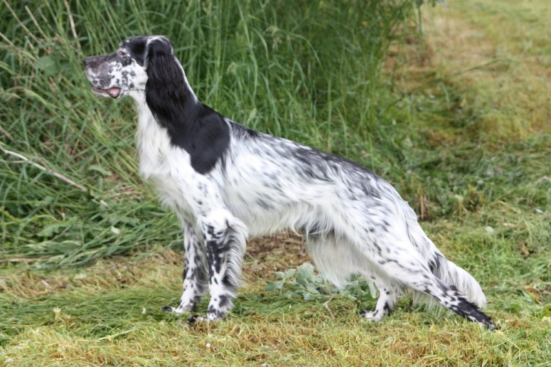 Steinrabbens Milo 2 x 1.pr AK Skog