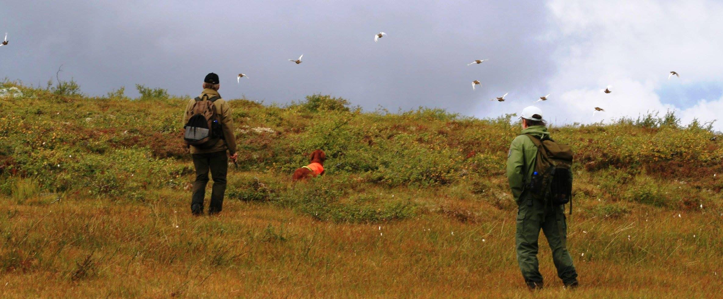 Fuglehund i jaktterreng